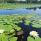 Water lilies on Withey Lake
