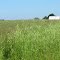 Field in July (Churchill, MI)