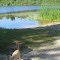 Catwalk and cattails at the Long Lake public boat launch site