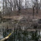 Beavers at Home