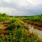 SUKAN, Sambaliung, Berau