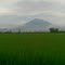 Gunung cireme tampak dr area pesawahan Cidenok Bongas Majalengka