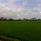 Sawah Kedayunan