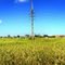 rice field