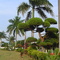 Near Paiton
