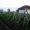 Kebun Buah Naga