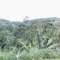 Hutan Rojopasang