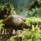 Baliem Valley Trekking