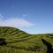 Kayuaro Plantation