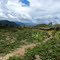 Field of Batatas