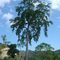 Honey Tree