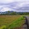 rice field at lunyuk, sumbawa