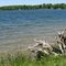 Driftwood on Star Lake Minnesota