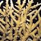 Acropora simplex.  Indonesia.  Irregular clusters of fused branches.  Photograph: Doug Fenner.
