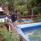 Budidaya Lele F-1