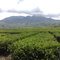 Kebon Teh, shot by Solvimon Guswadi