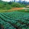 kebun lobak
