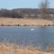 Apr 2006 - Victoria, Minnesota. Trumpeter Swans on Lundsten Lake in Carver Park Reserve.
