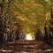 Sep 2006 - Victoria, Minnesota. Tunnel of fall leaves in Carver Park Reserve.