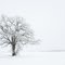 Winter Oak - Dahlgren, MN - February 13th, 2010