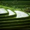 Rice curves