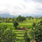 170_7051 Bali- Binnenland