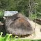 honai house with solar panels on stick,near tiom west papua