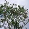 Heron rookery on north bank.