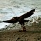 Eagle - Deep Creek Alaska