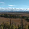 Moose Habitat Ninilchik