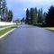 Looking down maple