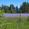 Spring Flowers in McCall