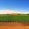 Reservation potato fields