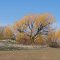 orange colored tree