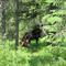 Moose Country