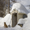 Schweitzer Mountain Snow Dog
