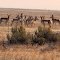 Deer along Simco Road, Owyhee County, Idaho.  9-22-12