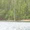 Osprey Nest @ 30.0 - Dworshak Reservoir - Ahsahka, Idaho