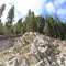 Pines on the Cliff
