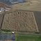 Corn Maze!