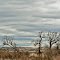 Late winter dormant brush and trees near the Bruneau River