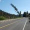"Leaning Tree of Idaho" MP 47 US Hwy 12, Orofino ID