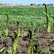 Wild Asparagus