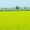 Canola and Cows