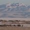 Textured Mountains And Golden Grasslands Near Idaho Falls Jan '13