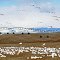 Spring Migration