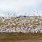 Snow Goose Field