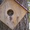 Woodpeckers Home