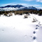 Moose Tracks in Snow; White Knob Mtns.