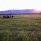 Horses and Boulder Mnts.